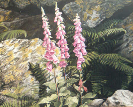 Foxgloves and Ferns by Edward Thomas